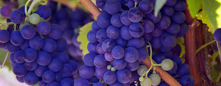 Vitis Wine
